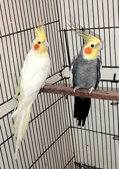 Cockatiel Breeder Pair with exhibition male