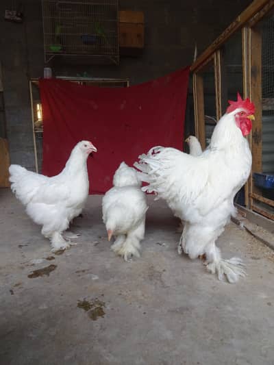 Golden Heavy Buff I White Heavy Buff I Aseel Male