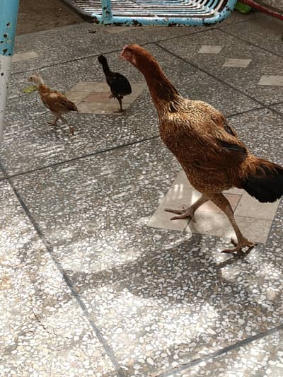 Aseel hen with 2 chicks