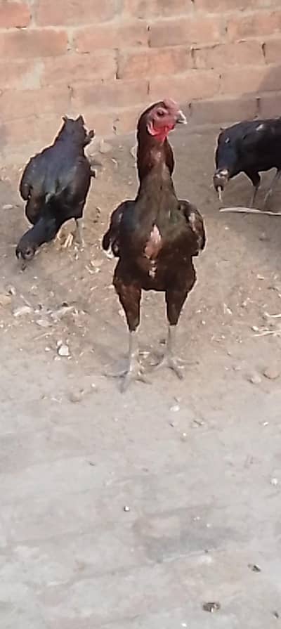 dragon male exchange ka Lia be ha