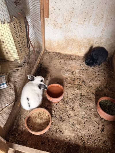 Holland lop rabbit pair