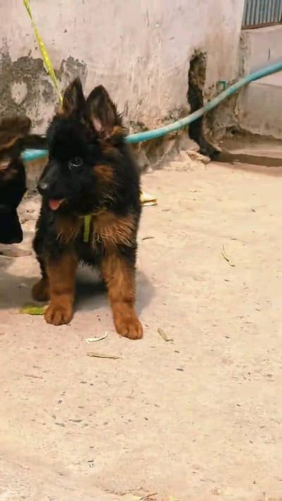 German shepherd puppies  double cot my WhatsApp number 034o729o94o