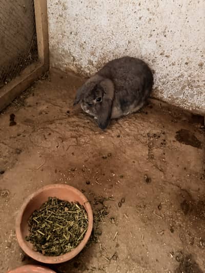 Holland lop female