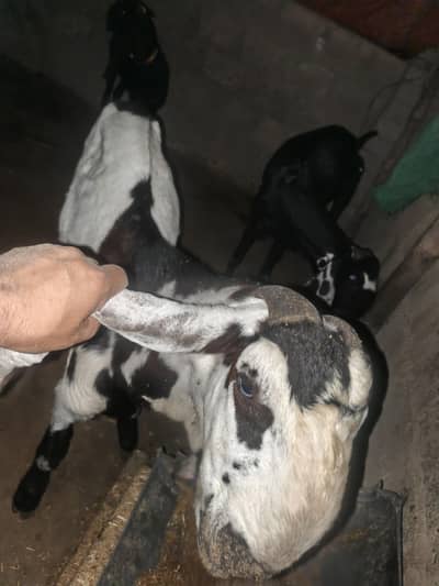 TOP QUALITY BEETAL AND NAGRA PURELY PUNJAB BREED CONTECT 03009244953
