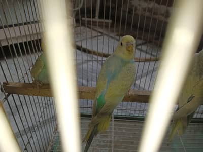 Rainbow Budgie For Sale