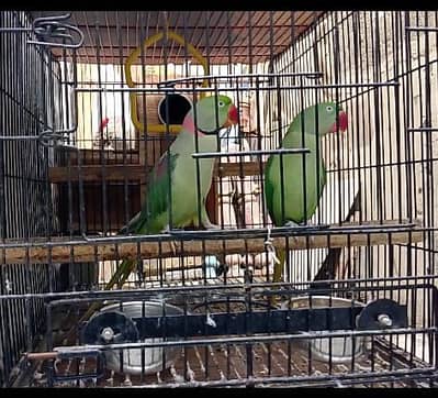 Kashmiri raw pair well good well active well healthy