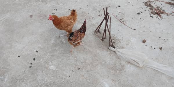 5 Desi murghia Andoo wali