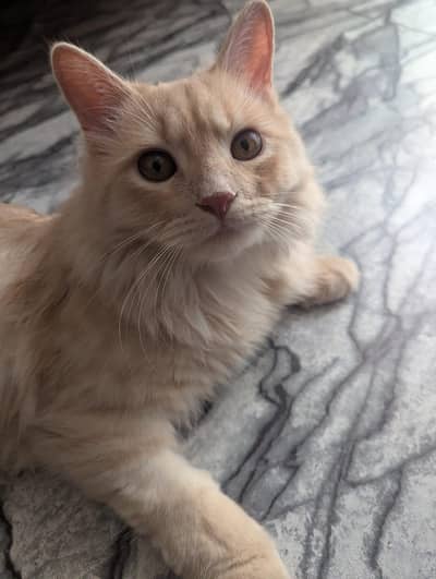 Male Persian Double coated cat fully vaccinated and neutered