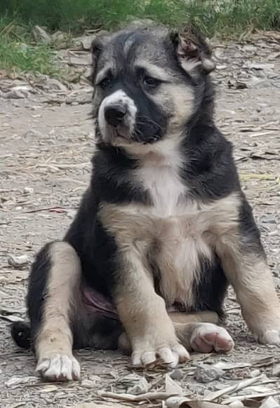 Alabai | King alabai | alabai puppies pair | alabai dog for sale
