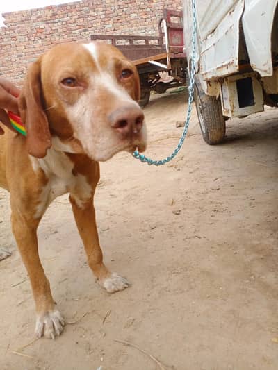 price almost final ha Baki AP ke marzi