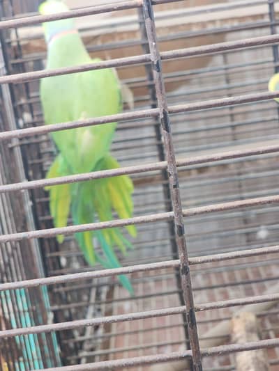Green Ringneck Parrots 2 males Full Size
