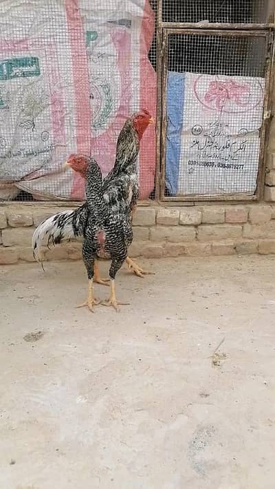 king shamo ayam cemani mianwali peela