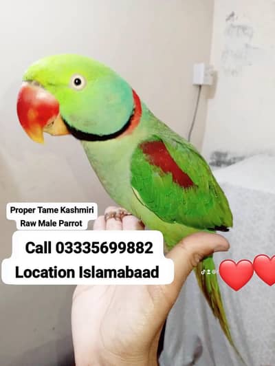 Hand Tamed Full Friendly Kashmiri Raw Male Parrot Jumbo Size