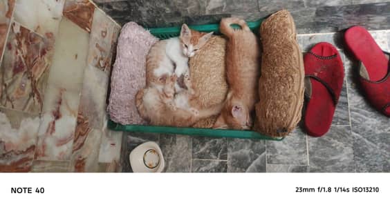 cat baby available jisko chahiya wo rafta krae the k pale way bcha ha