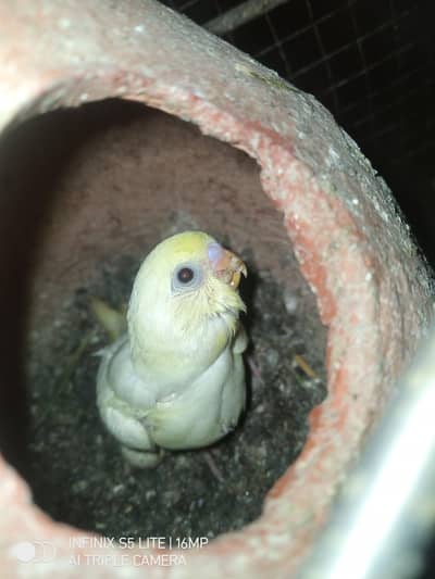 Australian parrots for sale