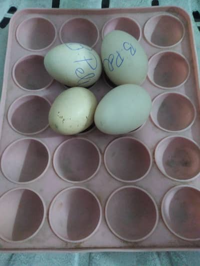 old pela bloodline eggs available