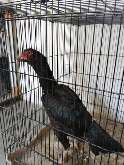 Aseel Galvi female full chokas madi