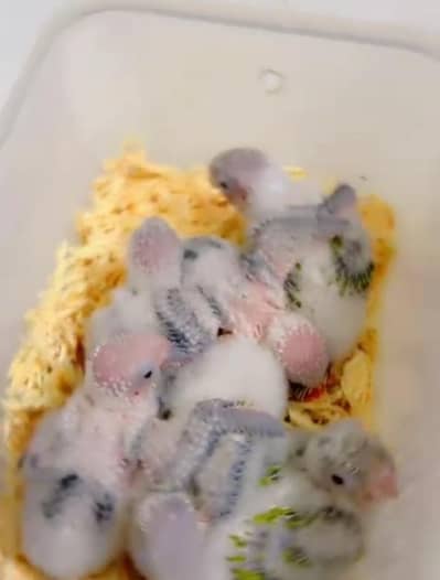 all chicks / yellow ringneck pair available