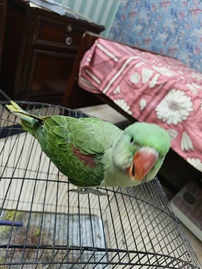 Raw Parrot for Sale