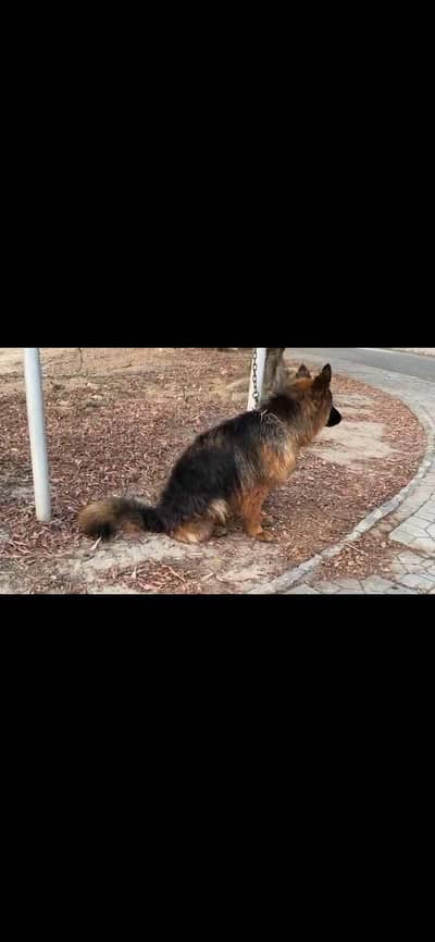 10 Months Old Pair Of Pure German Shepherd