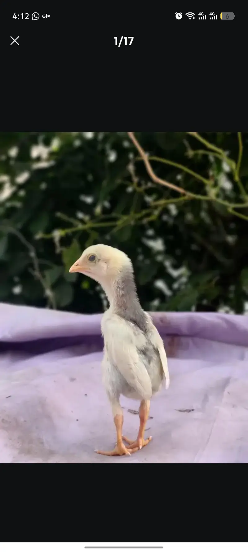 Aseel shamo chicks | thai chicks | dragon chicks