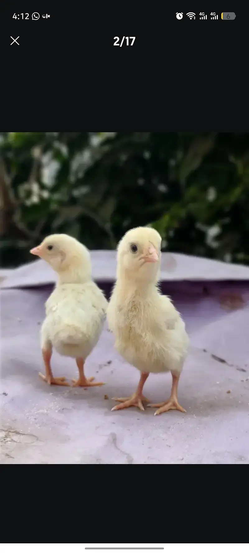 Aseel shamo chicks | thai chicks | dragon chicks — photo 2