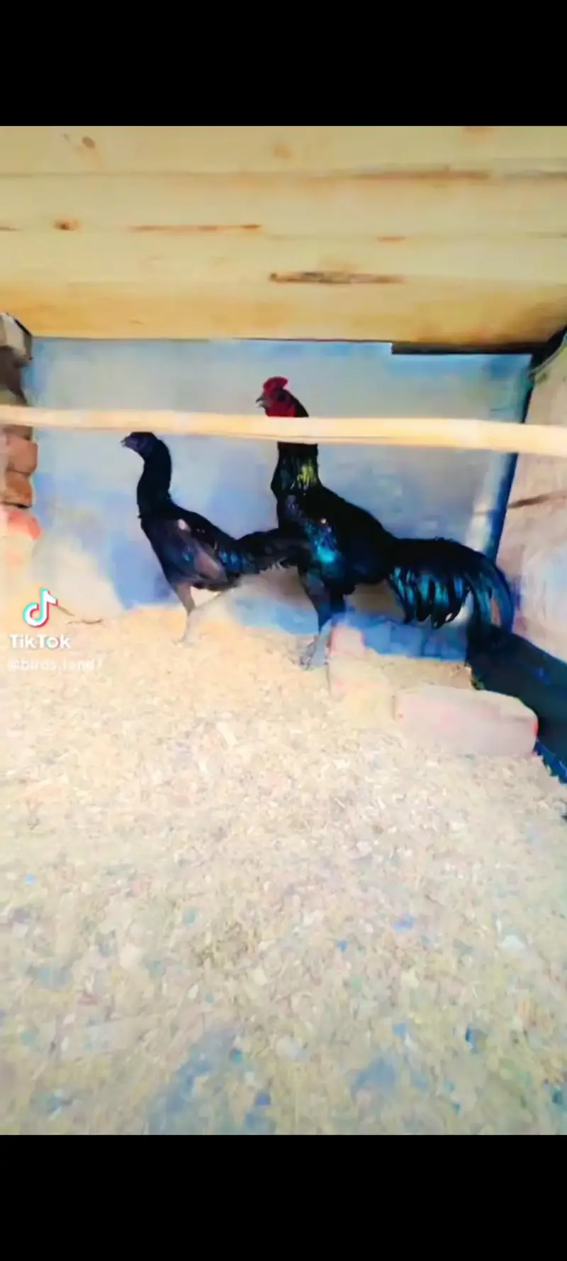 Aseel shamo chicks | thai chicks | dragon chicks — photo 3