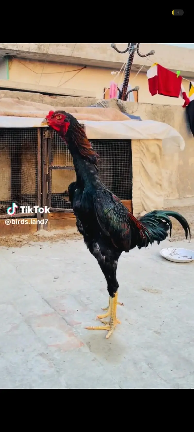 Aseel shamo chicks | thai chicks | dragon chicks — photo 6