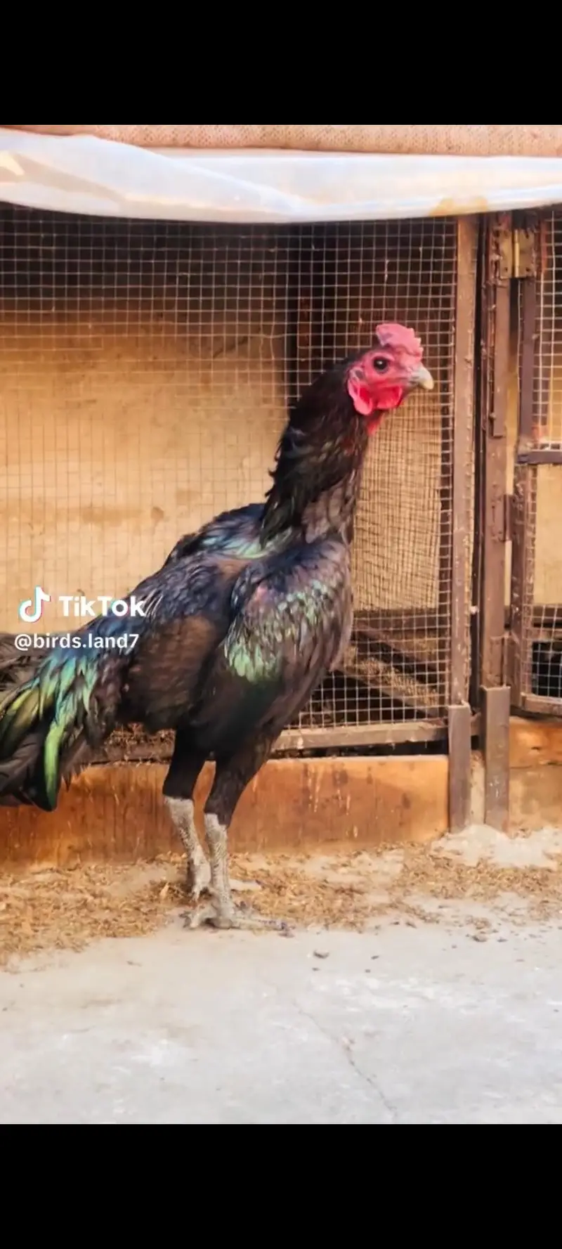 Aseel shamo chicks | thai chicks | dragon chicks — photo 8