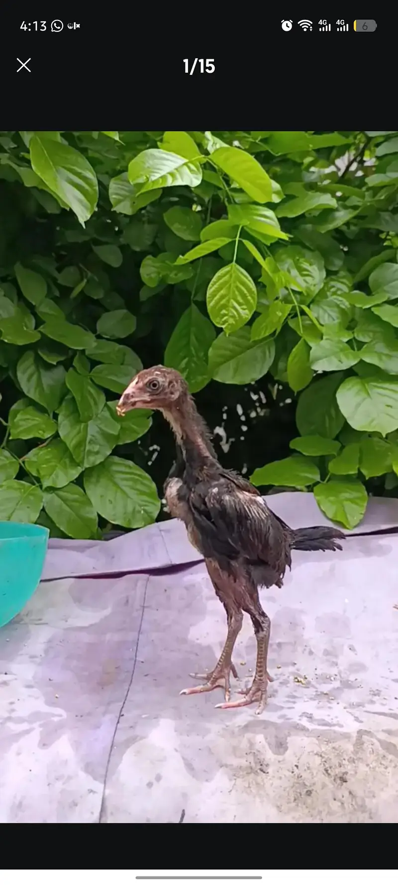 Aseel shamo chicks | thai chicks | dragon chicks — photo 10
