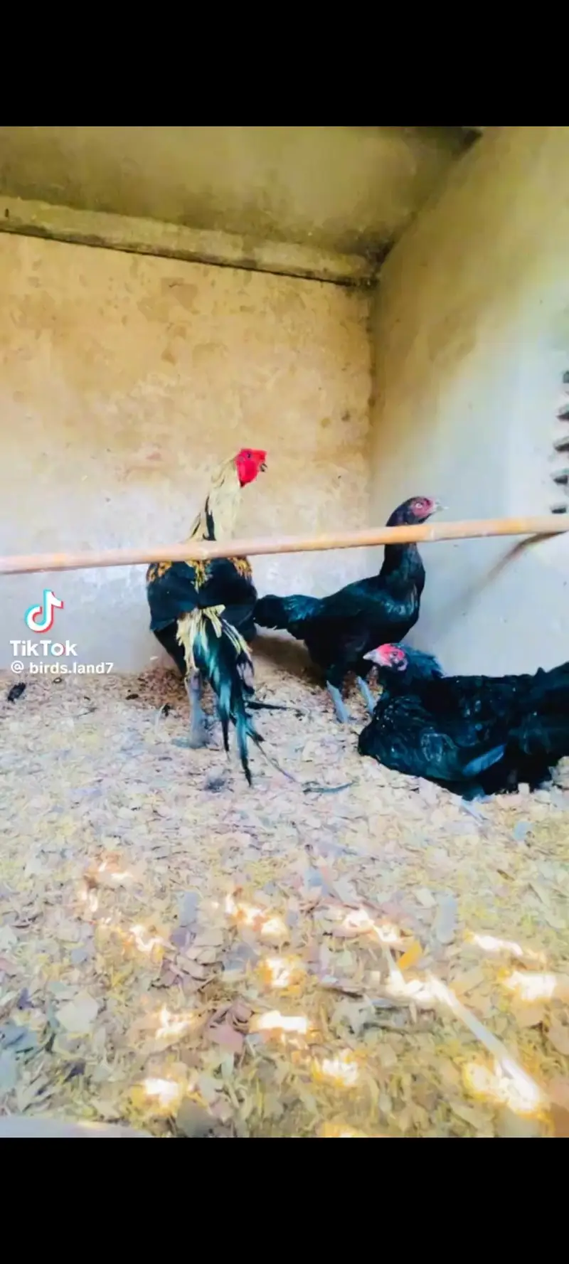Aseel shamo chicks | thai chicks | dragon chicks — photo 12