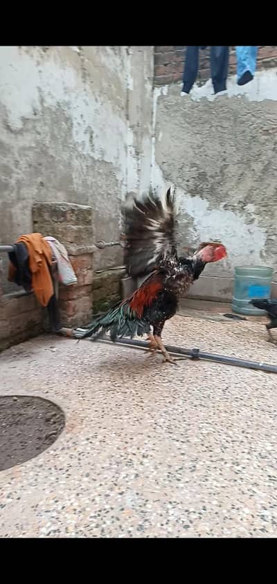 Aseel Setup for Sale on Reasonable Prices