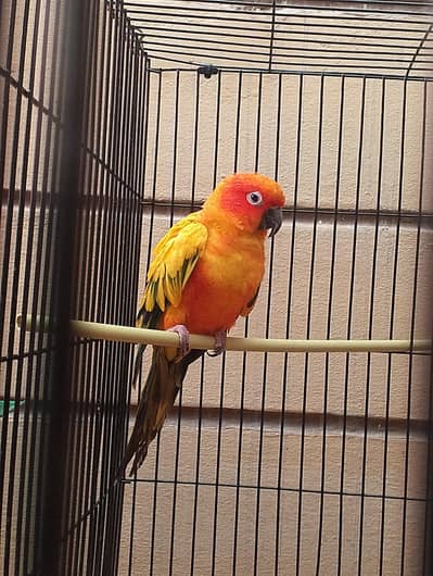 sun conure pineapple conure green ringneck