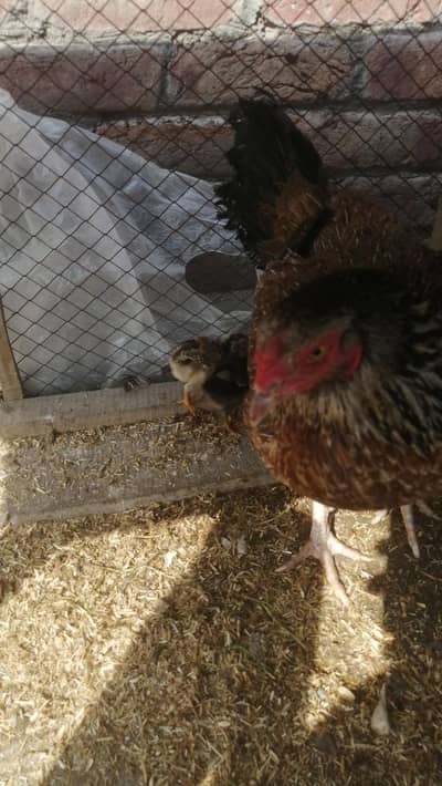 egg laying high quality ke Aseel hens aseel madi hens kurak wli madi