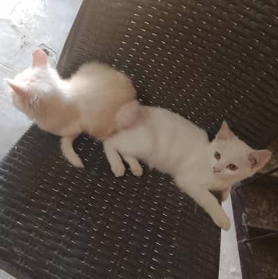 Semi Persian single coat kittens