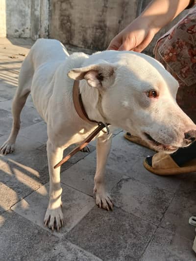 pure guiltaair dod(female]