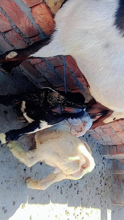 goat for sale with pair