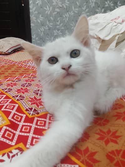 Semi Persian single coat kittens