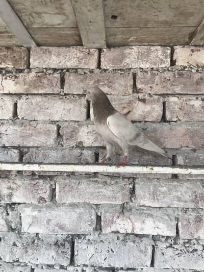 Salaita Kaboter kabotar pigeon male