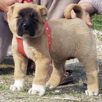 kangal dog | kangal puppy | kangal puppies | kangal for sale