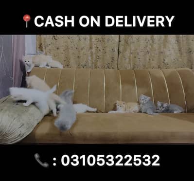 CASH ON DELIVERY CONTACT US : 03105322532