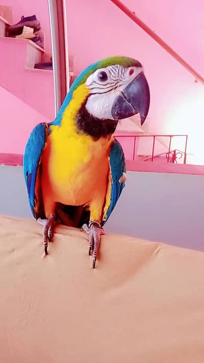 macaw self baby /03152248124