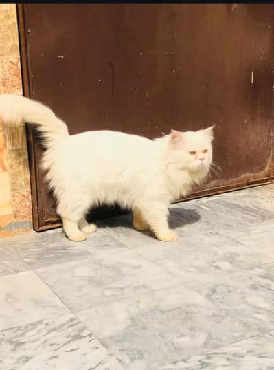 persian male cat fully healthy and active
