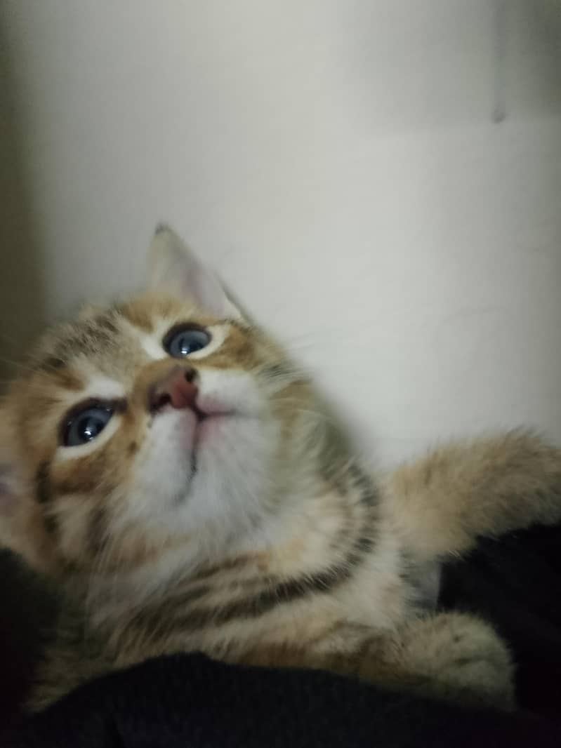 kittens for adoption 1