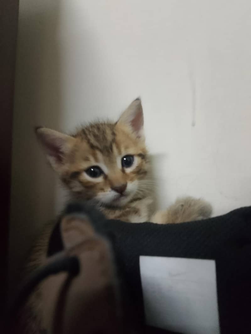 kittens for adoption 2