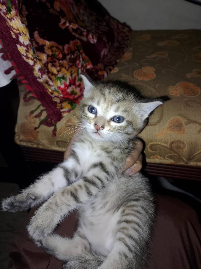 kittens for adoption 3