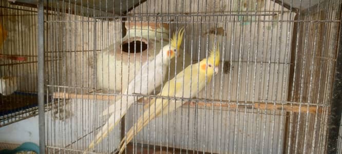 Cream Cockatiel Red Eyes