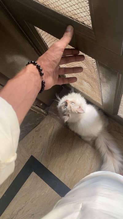 Himalayan and Persian cross.