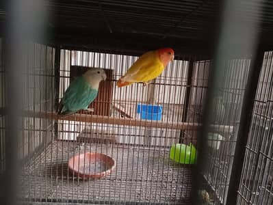 Rosicoli Opline Breeder Pair