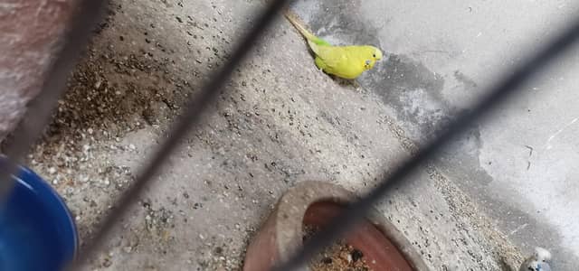 King size split blackface